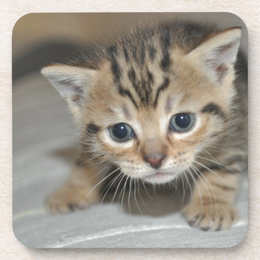 かわいい子猫 コースター (正面)