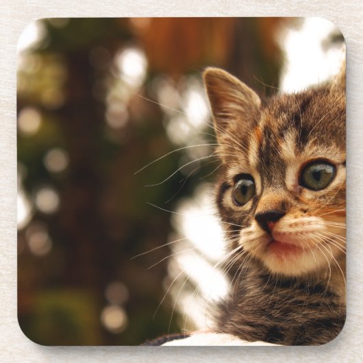 かわいい子猫 コースター (正面)