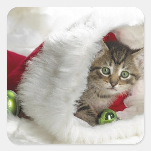かわいい子猫 スクエアシール (正面)