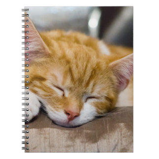 かわいい子猫 ノートブック