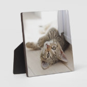 かわいい子猫 フォトプラーク (正面)