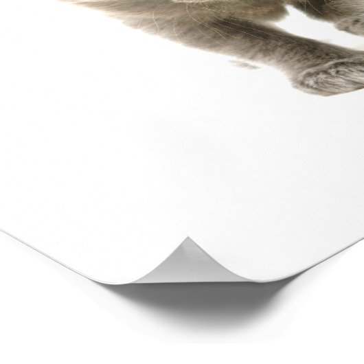 かわいい子猫 ポスター (角)