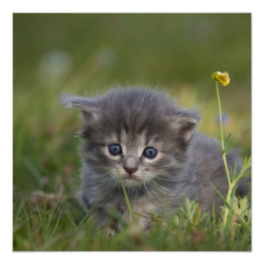 かわいい子猫 ポスター (正面)