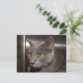 かわいい子猫 ポストカード (スタンド正面)