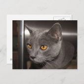 かわいい子猫 ポストカード (正面/裏面)