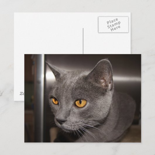 かわいい子猫 ポストカード (正面/裏面)
