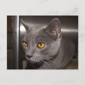 かわいい子猫 ポストカード