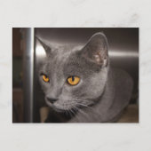 かわいい子猫 ポストカード (正面)