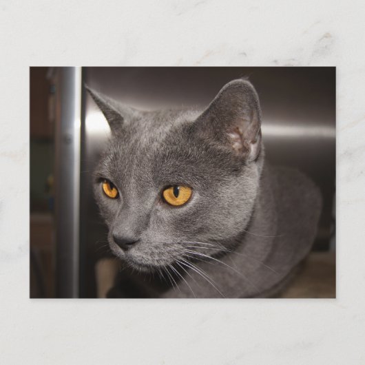 かわいい子猫 ポストカード (正面)
