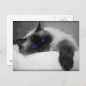 かわいい子猫 ポストカード (正面/裏面)