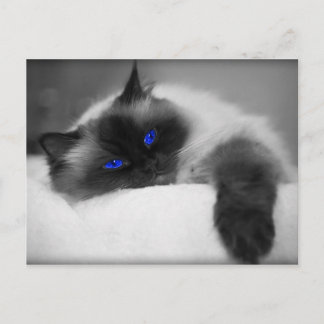 かわいい子猫 ポストカード