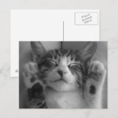 かわいい子猫 ポストカード (正面/裏面)