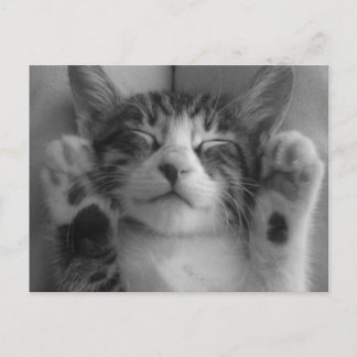 かわいい子猫 ポストカード