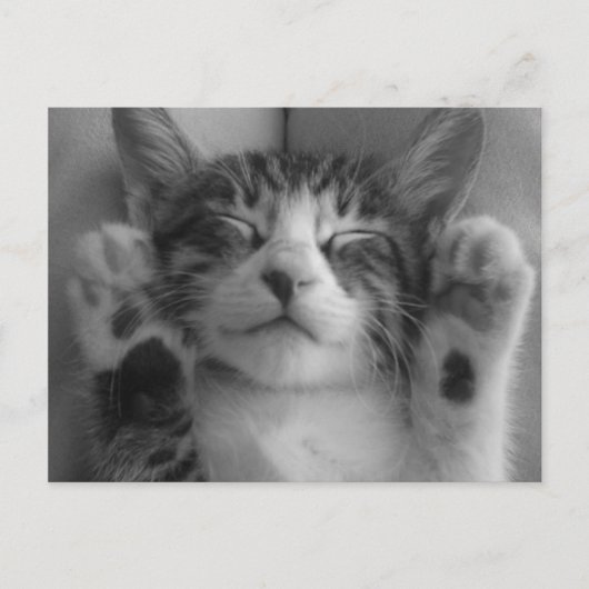 かわいい子猫 ポストカード (正面)