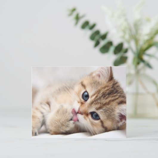 かわいい子猫 ポストカード (スタンド正面)