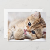かわいい子猫 ポストカード (正面/裏面)