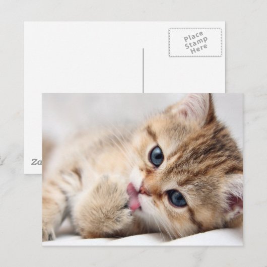 かわいい子猫 ポストカード (正面/裏面)