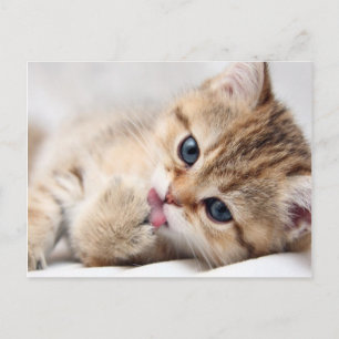 かわいい子猫 ポストカード