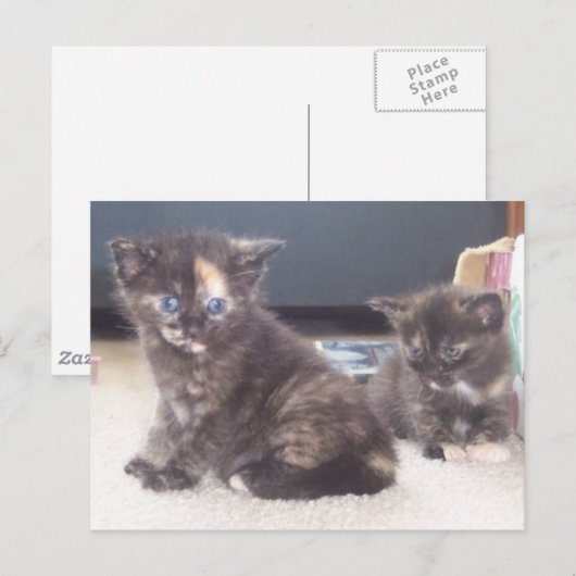 かわいい子猫 ポストカード (正面/裏面)