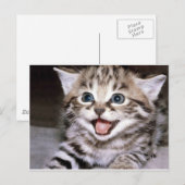 かわいい子猫 ポストカード (正面/裏面)