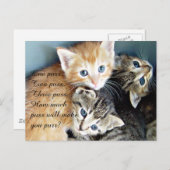 かわいい子猫 ポストカード (正面/裏面)