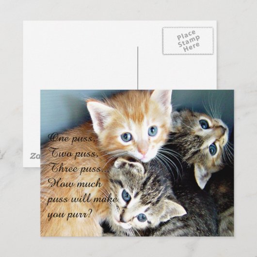 かわいい子猫 ポストカード (正面/裏面)