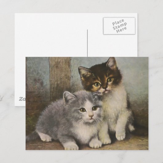かわいい子猫 ポストカード (正面/裏面)
