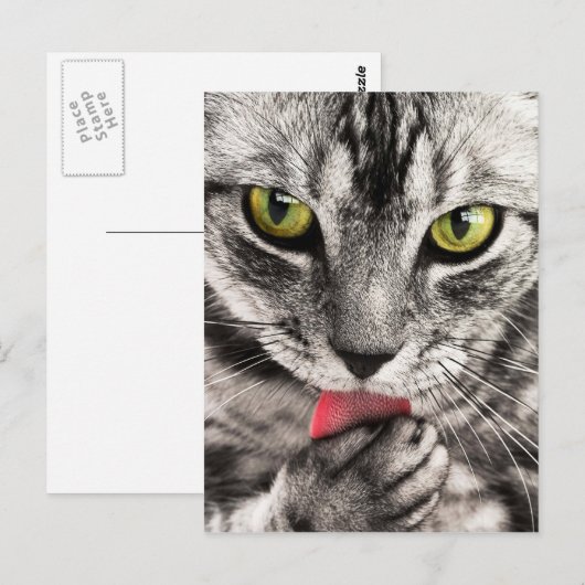 かわいい子猫 ポストカード (正面/裏面)