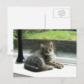 かわいい子猫 ポストカード (正面/裏面)