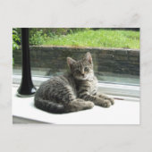 かわいい子猫 ポストカード (正面)