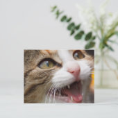 かわいい子猫 ポストカード (スタンド正面)