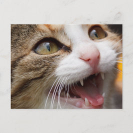 かわいい子猫 ポストカード