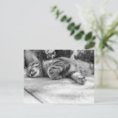 かわいい子猫 ポストカード (スタンド正面)