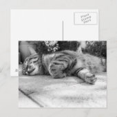 かわいい子猫 ポストカード (正面/裏面)