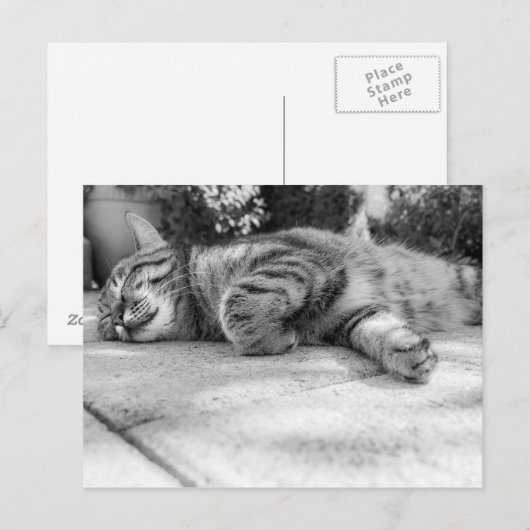 かわいい子猫 ポストカード (正面/裏面)