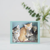 かわいい子猫 ポストカード (スタンド正面)