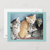 かわいい子猫 ポストカード (正面/裏面)