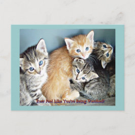 かわいい子猫 ポストカード