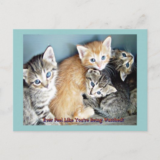 かわいい子猫 ポストカード (正面)