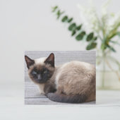 かわいい子猫 ポストカード (スタンド正面)