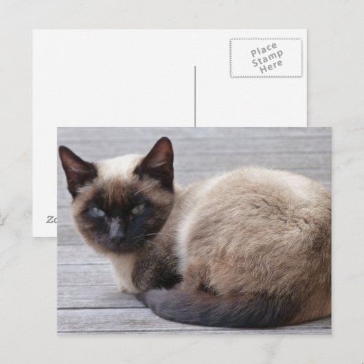 かわいい子猫 ポストカード (正面/裏面)