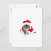 かわいい子猫! ポストカード (正面/裏面)