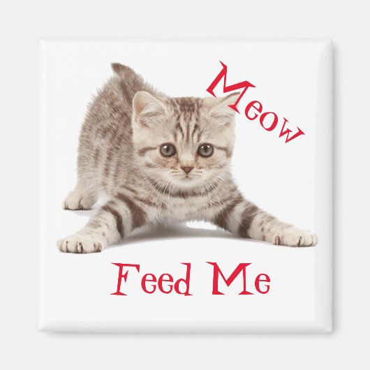 かわいい子猫 マグネット (正面)