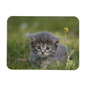 かわいい子猫 マグネット (横)