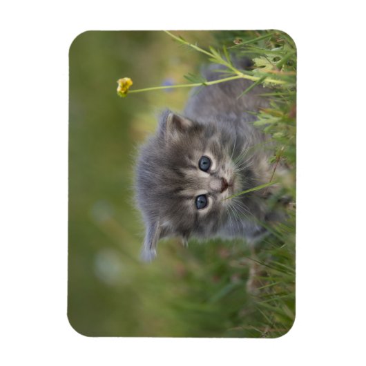 かわいい子猫 マグネット (縦)