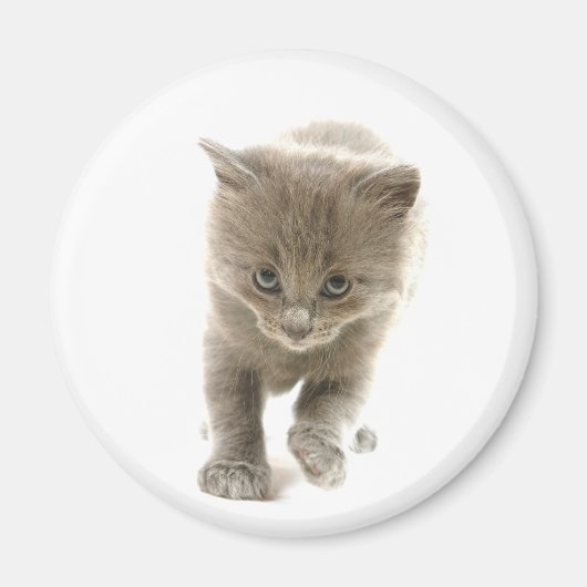 かわいい子猫 マグネット (正面)