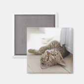 かわいい子猫 マグネット (正面/裏面)