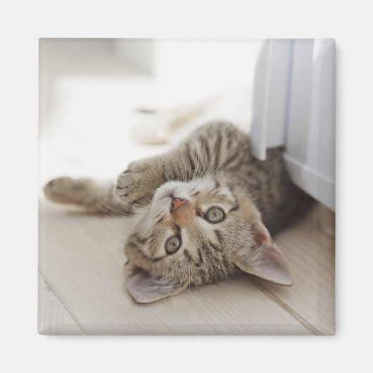 かわいい子猫 マグネット (正面)