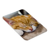 かわいい子猫 マグネット (右側)