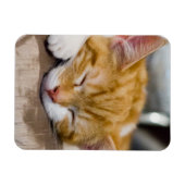 かわいい子猫 マグネット (横)